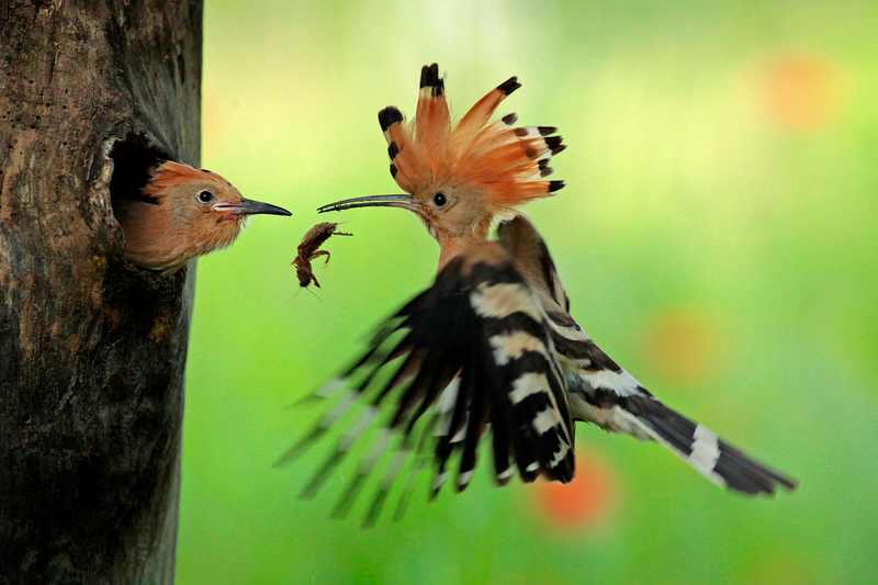 Illustration for article titled 25 espectaculares fotos de los Sony World Photography Awards
